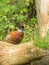 Male Common Pheasant behind log