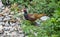 Male Common pheasant or Phasianus colchicus