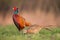 Male common pheasants, phasianus colchicus, displaying in front of female in spring mating season