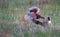 Male common pheasants Phasianus colchicus fighting