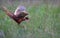 Male common pheasants Phasianus colchicus fighting