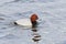 Male Common Pochard on a rippled lake