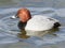 Male Common Pochard swimming with water dripping from beak