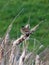 Male common Reed Bunting