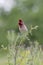 The male Common Rosefinch singing on a branch in the meadow grass.