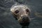 Male Of A Common Seal Swims In The Rainy Water Of Gairloch Harbor In Scotland