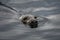 Male Of A Common Seal Swims In The Rainy Water Of Gairloch Harbor In Scotland