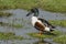 Male of common spoon duck anas clypeata in the lagoon of Fuente de Piedra, Spain