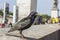 Male common starling standing