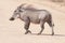 Male Common Warthog