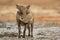 Male Common Warthog looking at camera