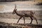 Male common waterbuck crosses scree in sunshine