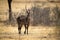 Male common waterbuck crosses scrub towards camera