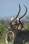 Male Common Waterbuck distinctive white ring on rear showing