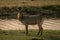 Male common waterbuck stands looking at camera