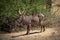 Male common waterbuck stands staring by bushes