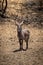 Male common waterbuck stands on stony ground