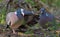 Male Common wood pigeon love display to his female with wings and tail motion