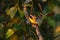 Male common yellowthroat