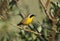 Male Common Yellowthroat, Canada