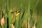 A male Common Yellowthroat in a cattail marsh in spring