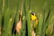 A male Common Yellowthroat poses in a cattail marsh in spring