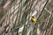 Male common yellowthroat warbler