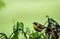 Male Common Yellowthroat Warbler perched on tree after the rain