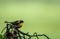 Male Common Yellowthroat Warbler perched on tree after the rain