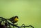 Male Common Yellowthroat Warbler perched on tree after the rain