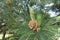 Male cone on branch of pine