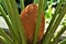 A male cone of Cycas circinalis with the green leaf crown