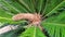 Male cone and foliage of cycas revoluta cycadaceae sago palm