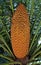 Male cone of sago palm, Cycas revoluta, Minas Gerais, Brazil