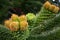 Male cones of the Araucaria araucana tree