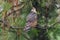 male coopers hawk (Accipiter cooperii) with red eyes in a long leaf pine tree (Pinus palustris)