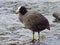 Male Coot standing in shallow, rippled water