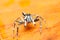 Male Cosmophasis umbratica jumping spider on orange leaf