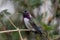 Male Costa\'s Hummingbird (Calypte costae)