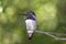 Male Costa\'s Hummingbird (Calypte costae)