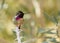 Male Costa`s hummingbird perched on ocotillo branch looking to the right