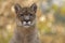 Male cougar sitting