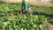 Male country boy with watering can pour water on cucumber vegetable plants in farm plantation. 4K