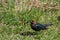 Male cowbird