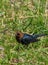 Male cowbird