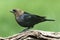 Male Cowbird On A Perch