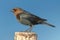 Male Cowbird On A Perch