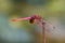 A male crimson dropwing dragonfly