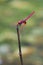 A male crimson dropwing dragonfly