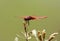 Male Crimson Marsh Glider (Trithemis aurora)